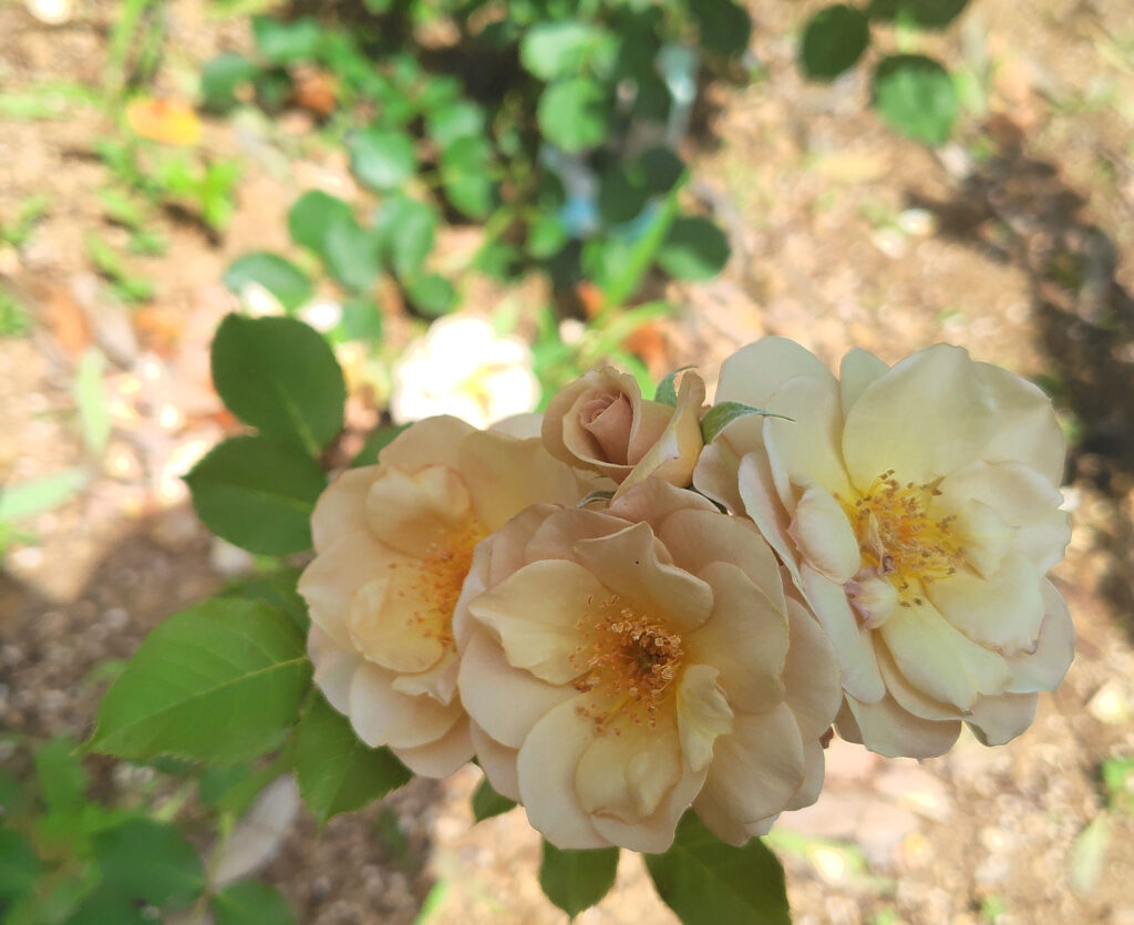 画像に alt 属性が指定されていません。ファイル名: 250520135058975_1-1024x835.jpg
