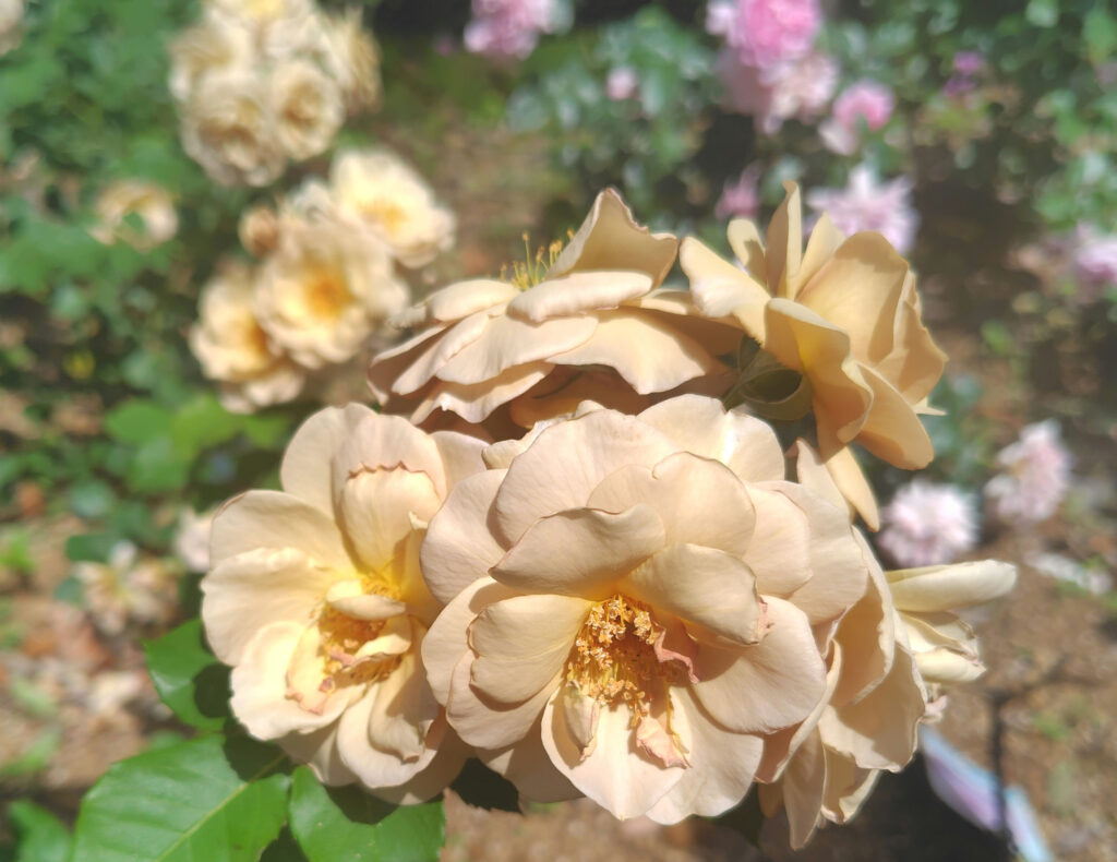 画像に alt 属性が指定されていません。ファイル名: 250520135105035_1-1024x790.jpg