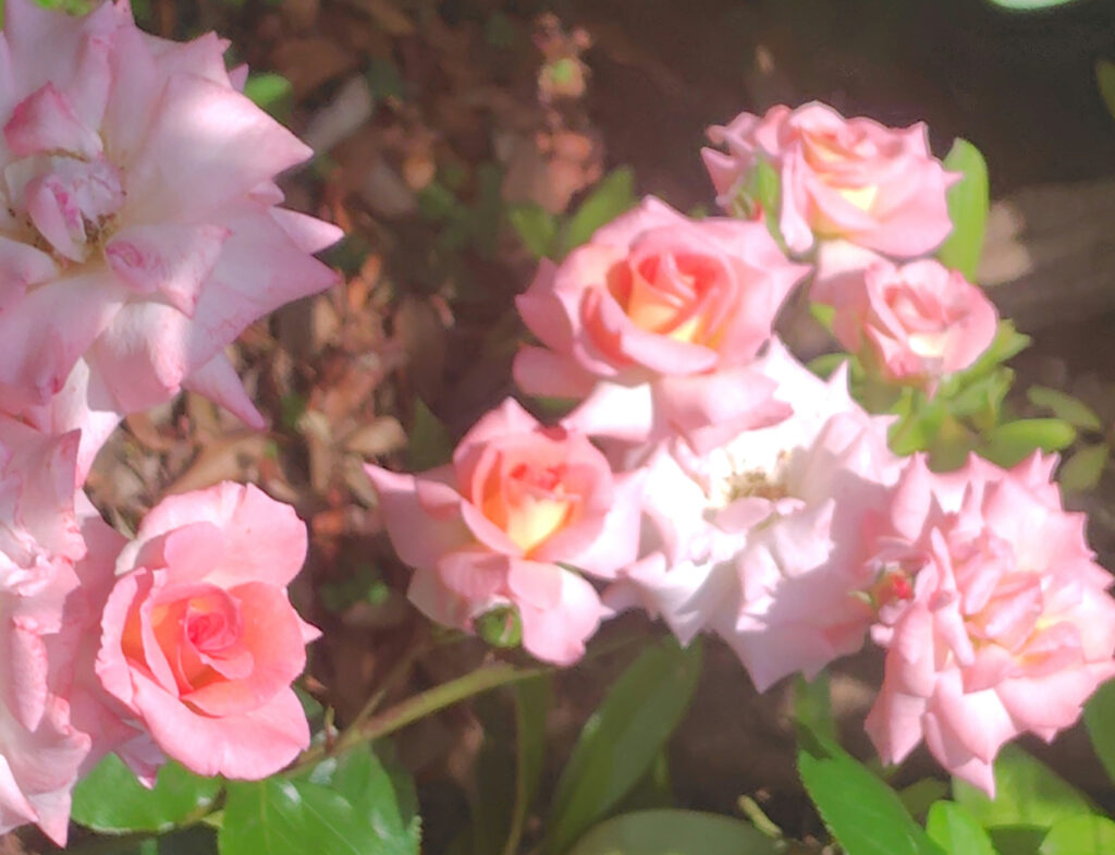 画像に alt 属性が指定されていません。ファイル名: 250520135435704_1-1024x785.jpg
