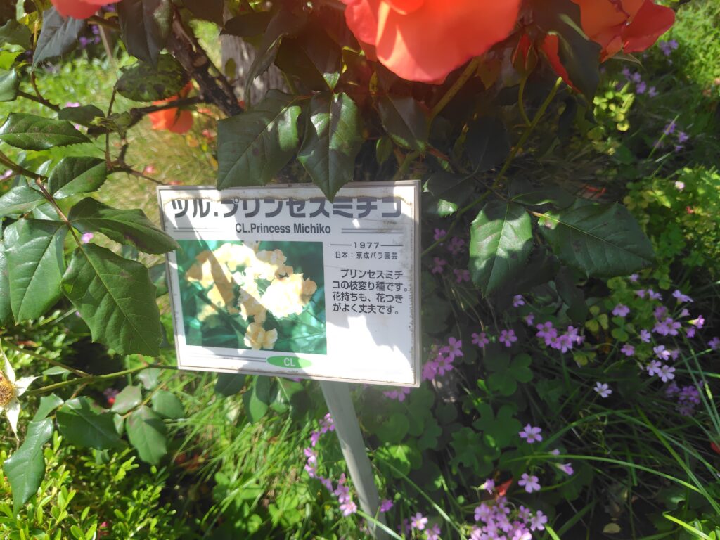 画像に alt 属性が指定されていません。ファイル名: 250520135554410-1024x768.jpg