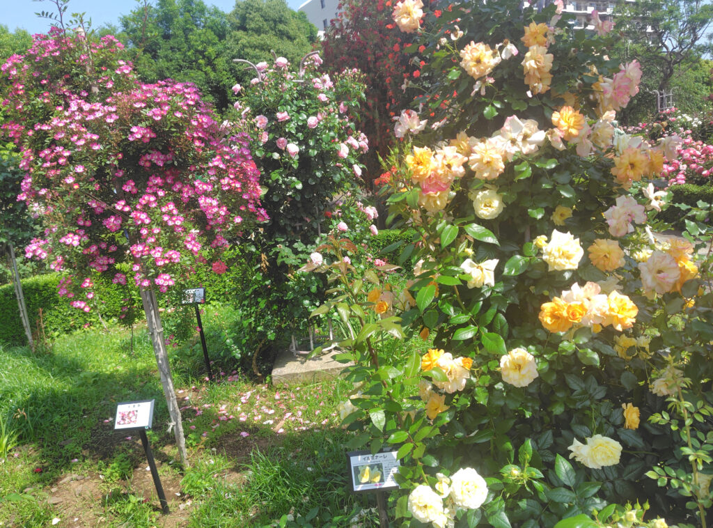 画像に alt 属性が指定されていません。ファイル名: 250520135714383_1-1024x758.jpg