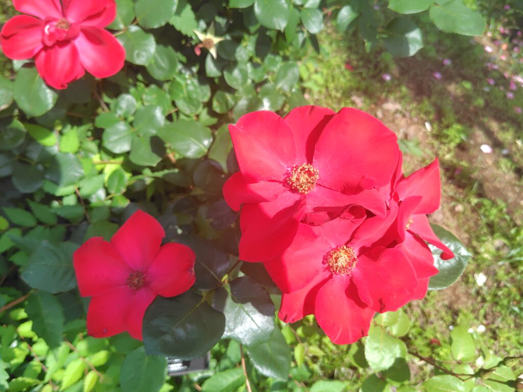 画像に alt 属性が指定されていません。ファイル名: 250520135748914-1024x768.jpg