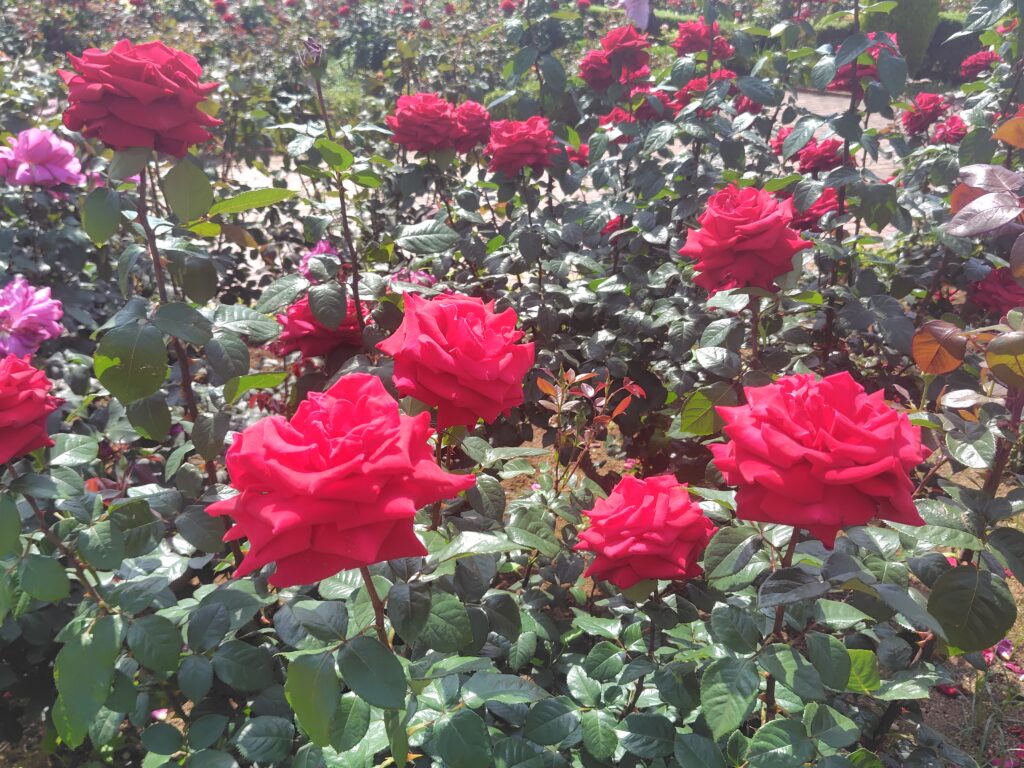 画像に alt 属性が指定されていません。ファイル名: 250520135925362-1024x768.jpg