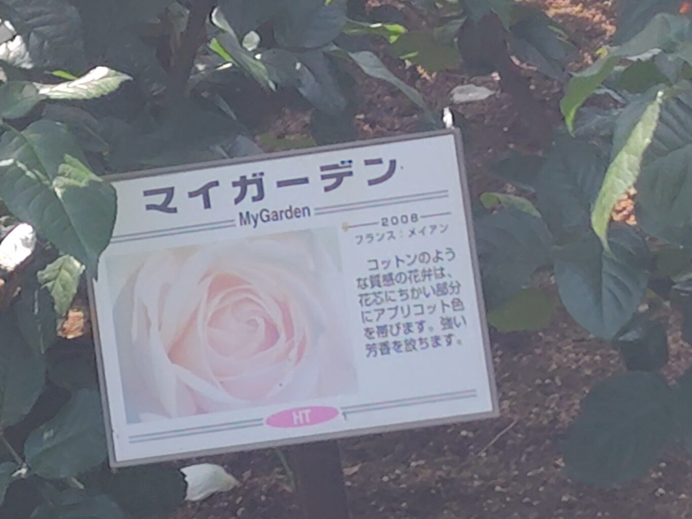 画像に alt 属性が指定されていません。ファイル名: 250520135938843-edited.jpg