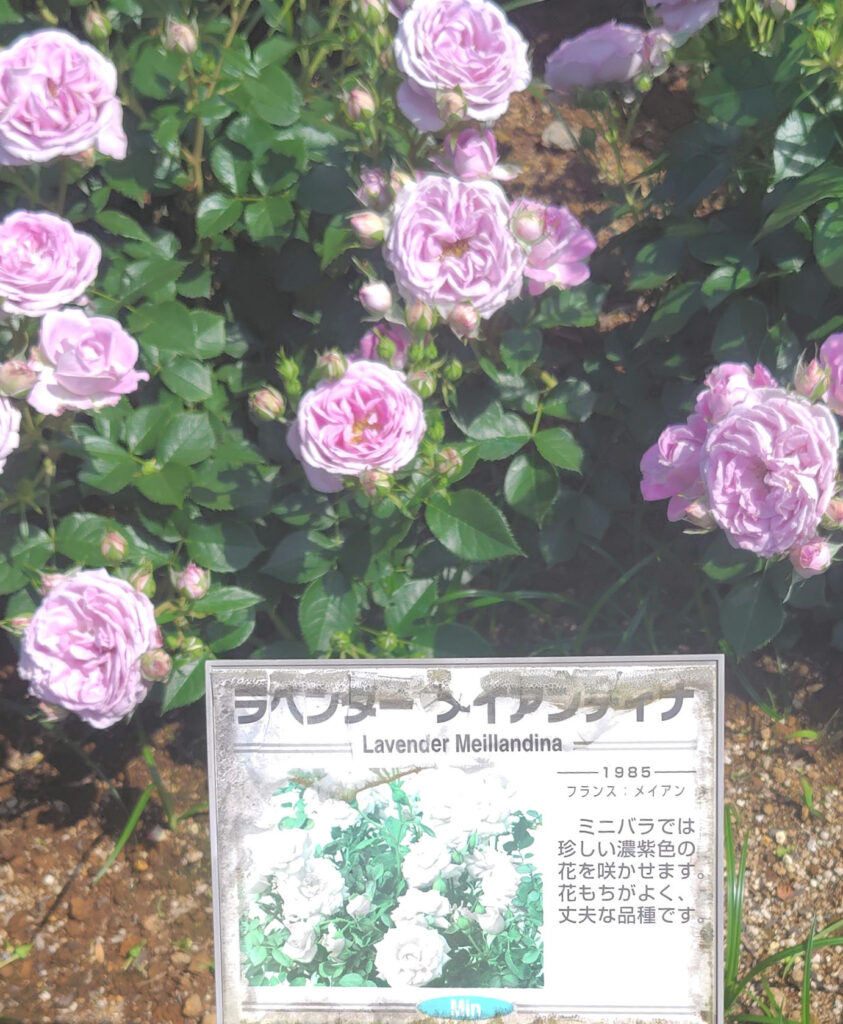 画像に alt 属性が指定されていません。ファイル名: 250520141104451_1-843x1024.jpg