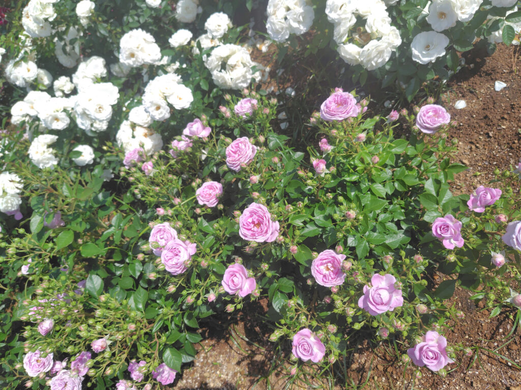 画像に alt 属性が指定されていません。ファイル名: 250520141108681_1-1024x768.jpg