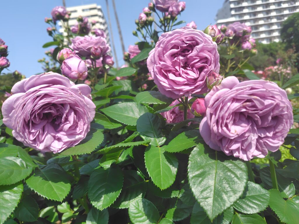 画像に alt 属性が指定されていません。ファイル名: 250520141250974-1024x768.jpg